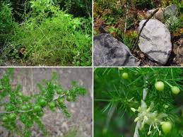 Image result for Asparagus flavicaulis