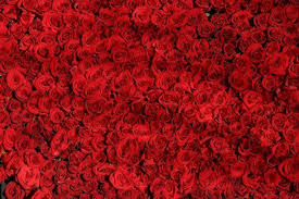 Send flowers locally or worldwide. San Diego Florist Supplies Inc 5 Must Have Flowers For Valentine S Day