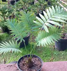 Image result for Monadenium spinulosum