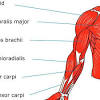 These bulky muscles also give the biceps: 1