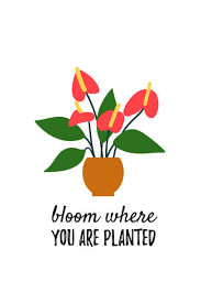 Botanical Poster With Quote Flamingo Flower Bloom Where You Are Planted Botanical Poster Plants Bloom Where You Are Planted