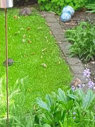 Ratten können sich nicht nur in keller, wohnung oder haus, sondern auch im garten verbreiten. Problem An Der Ludgeristiege Besteht Nach Wie Vor Ratten Zieht Es In Die Garten Ludinghausen Westfalische Nachrichten