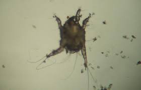 Ear Mites In Cats Treatment Symptoms Blue Cross