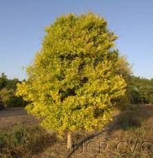 Image result for Vittaria guineensis