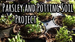 Your cactus plants will be happier if you mix in some pumice or other pebbly material to improve the mineral content and porosity of these soils. Parsley And Potting Soil Project Which Potting Soil Is Best Youtube