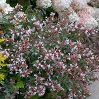 Check spelling or type a new query. Top 10 Shrubs For Fragrance Proven Winners