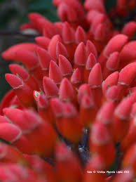 We did not find results for: In Argentina The Ceibo Is The National Flower It S A South American Tree That Grows Between 8 And 10 Metres High It Has Red Flowers And W Flores Pajaros Rojo