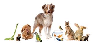 We are honored to care for the pets of all of our wonderful clients in our community. All Pets Veterinary Hospital Stillwater Ok Pet Supplies