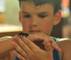 Photos: Insect Day at the Lafayette Science Museum