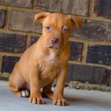 Baby Pitbull Black And Brown Red Nose Pitbull Puppies For Sale Baby Pitbulls For Sale Pitbull Puppies For Sale Red Nose Pitbull Puppies Pitbull Puppies