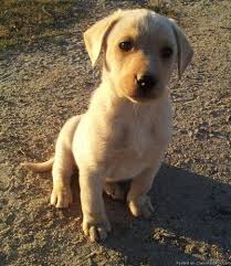 Labrador puppies for sale in palmdale ca. Labrador Retriever Puppy For Sale In Chula Vista California Classified Americanlisted Com