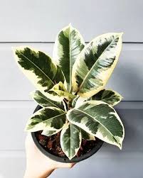 Image result for ficus elastica flower