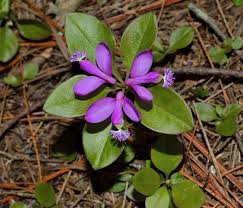 Image result for Polygala hottentotta