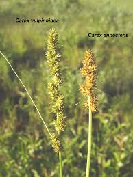 Image result for Carex johnstonii