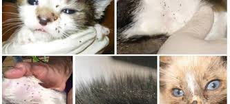 Sampo khusus untuk mengusir kutu kucing banyak di jual di pet shop. Kutu Kucing