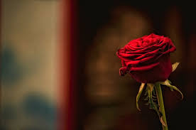 I love weddings, there is no higher honor than being asked to photograph this special day. Page 69 Royalty Free The Red Rose Photos Free Download Pxfuel