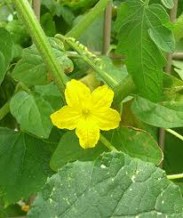 キュウリ みんなの花図鑑 掲載数 3 406件