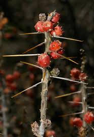 We did not find results for: Cylindropuntia Leptocaulis Christmas Cactus Christmas Cholla Pencil Cholla Southeastern Arizona Wildflowers And Plants