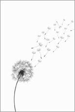 Schwarz weiß hand gezeichnete sterne muster dekokissen von. Poster Mit Pusteblumen Motiven Bestellen Posterlounge De