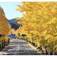 Hachioji Ginkgo Festival | Ryonan Icho Kaikan  event image