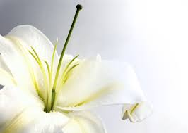 White Lily White Lily Flower Lily Wallpaper Lily