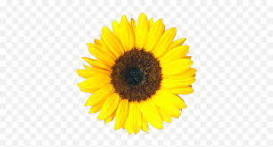 Free Free 261 Clipart Sunflower Png Transparent SVG PNG EPS DXF File
