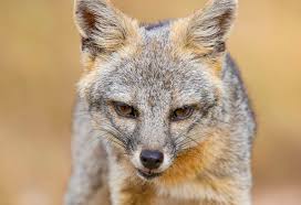 Join the decorpad community and share photos, create a virtual library of inspiration photos, bounce off design ideas with fellow members! S A S Common Critters San Antonio S Gray Foxes Becoming More Visible With Urban Sprawl