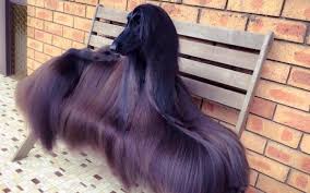 Pretty Show Dog Retires And Finally Gets To Be Herself Nice Shiny Hair Beautiful Dog Pictures Most Beautiful Dogs