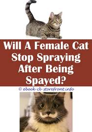 17 Fabulous Home Remedy To Stop Cat From Spraying Admirable