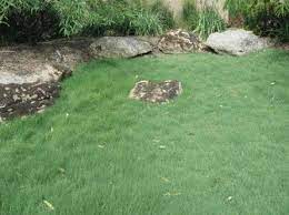 Alternatives To Grass Lawns Buffalo Grass Type Of Fescue Grass Plugs Lawn Alternatives High Country Gardens
