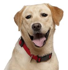 Golden retrievers are among america's most popular breeds. Golden Retriever Puppies For Sale Adoptapet Com