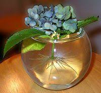 For most folks, the answer is about once a year, but there's more to it than that. Propagating Hydrangeas Plant Addicts