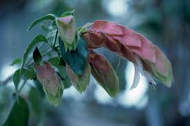 Image result for Justicia sp. A cf. engleriana