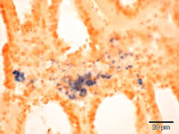 Image result for Bonamia