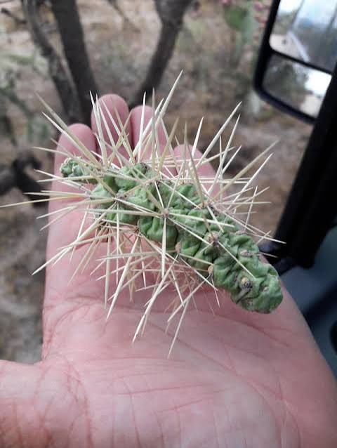 The most PAINFUL thorns in the desert!!! I got several stick in my hand and it seemed like every needle not only pierced my skin but also deployed "something" to stay stuck,