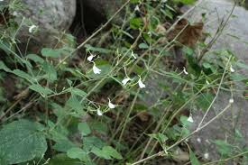 Image result for Rhinacanthus zambesiacus