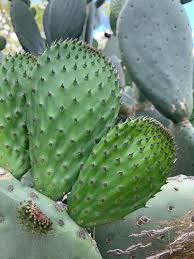 Image result for Opuntia
