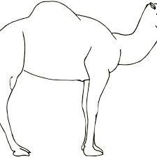 Race over the rugged terrain on a 4x4 tour or savour a more relaxed view from the back of a camel. 1 Schematic Presentation Of The Two Main Types Of Camels The Racing Download Scientific Diagram