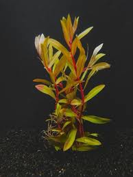 Image result for Nesaea