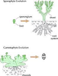 Maybe you would like to learn more about one of these? The Origin Of Plants Body Plan Changes Contributing To A Major Evolutionary Radiation Pnas