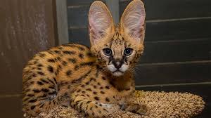 In this video you'll see footage from the documentary series i share regularly animals breeding, horse breed, horse breeding, horse mating, horses mating, cross. Free Photo Serval Animal Cat Cheetah Free Download Jooinn