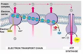 Glycolysis, the krebs cycle, and oxidation phosphoralation. Where Do The Hydrogen Ions End Up In Cellular Respiration Quora