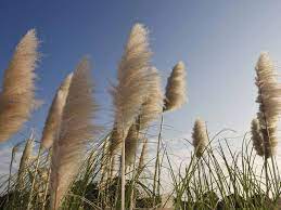 From seed, the plant reaches full maturity within two to four years and generally lasts for around fifteen years. How To Grow Pampas Grass From Seed Constant Delights