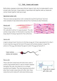 Connective tissue is found in ligaments and tendons which connect. Cell Tissue Organ