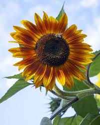When you give the plant too little water, the leaf tips may turn brown. 15 Different Types Of Sunflowers Sunflower Varieties To Plant