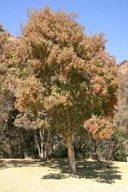 Image result for Heteropyxidaceae