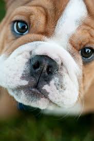 Click here for more information and to view our available puppies. Pet Travel Traveling Via Cargo With A Snub Nosed Pet Pet Travel Blog Resource For Traveling Pets