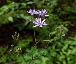 Image result for Lactuca ugandensis