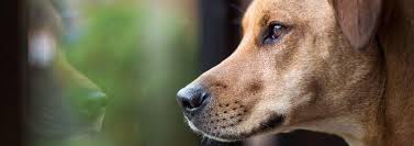 obshij kurs dressirovki sobak bazovye komandy