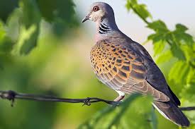 Taubenabwehr ist in vielen städten ein großes thema. Vogel Bestimmen Tauben Im Vergleich Nabu